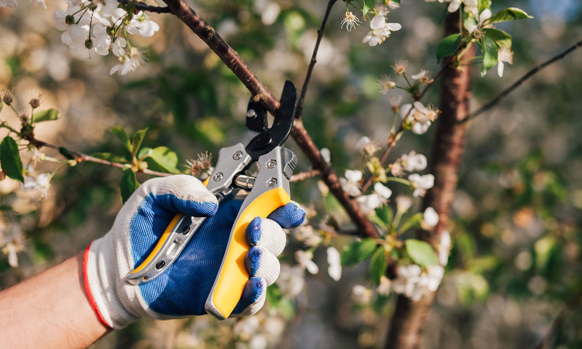 Gloved hand pruning a tree branch with white blossoms, using yellow and blue handled shears outdoors.