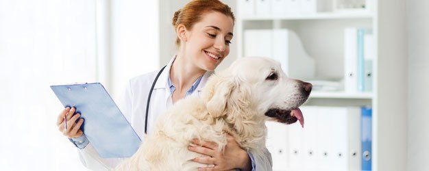 Diagnostic Veterinary Services