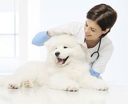 Effingham Veterinary Clinic Pet Care Effingham Il