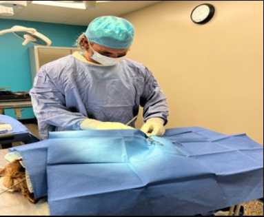 Cat being checked by vet