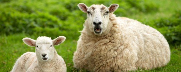 Sheep Feed | Goat Feed | Terre Haute, IN