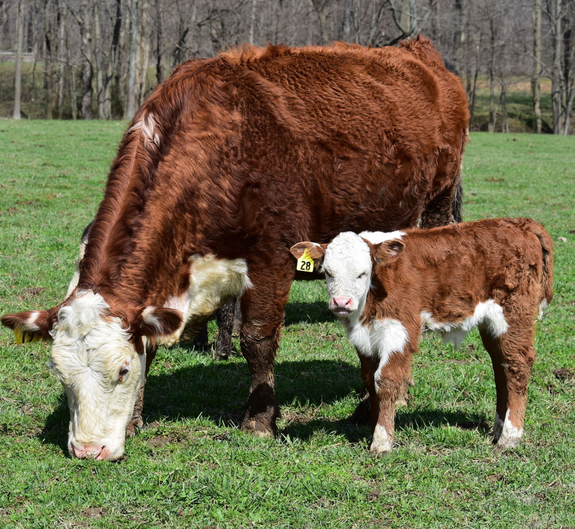 Graham Feed Company | Animal Nutrition | Terre Haute, IN