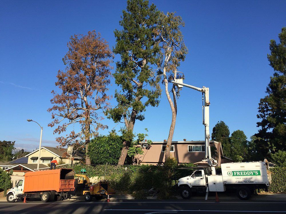 tree service