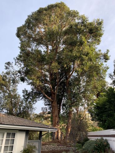 Learn More About Us tree service