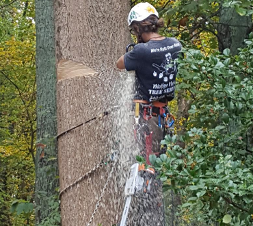 Tree Removal