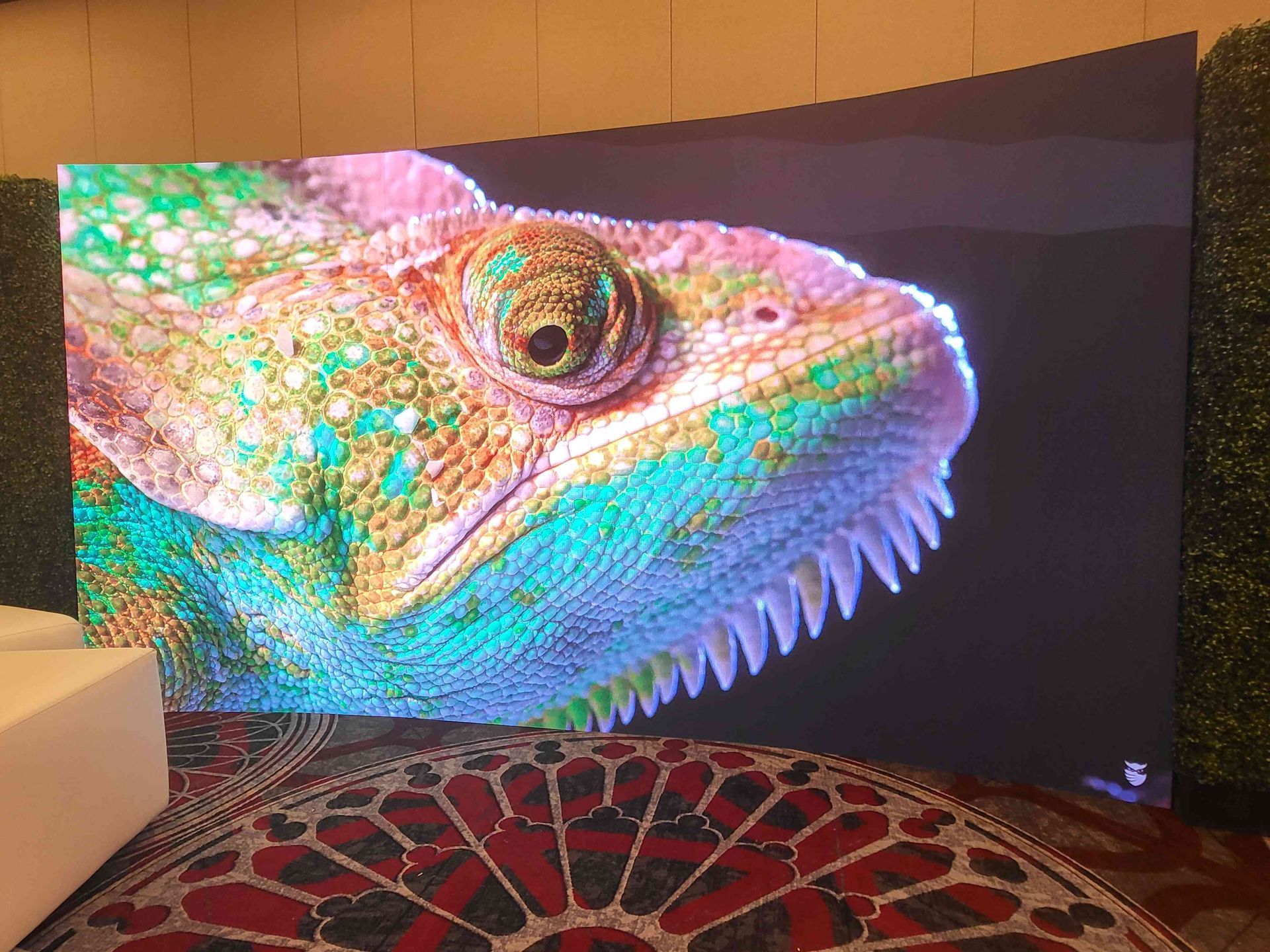 A vibrant, curved screen displays a close-up of a chameleon with pink, green, and blue hues.