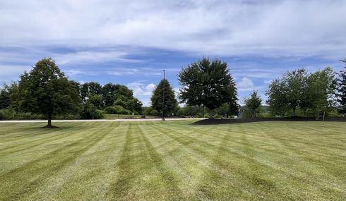 A lush green field with trees in the background and a blue sky