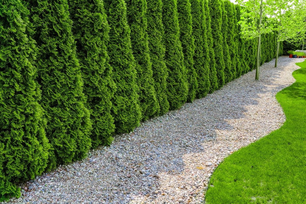 A line of tall, green, evergreen trees forms a hedge along a path of gray gravel. The path is bordered by bright green grass.