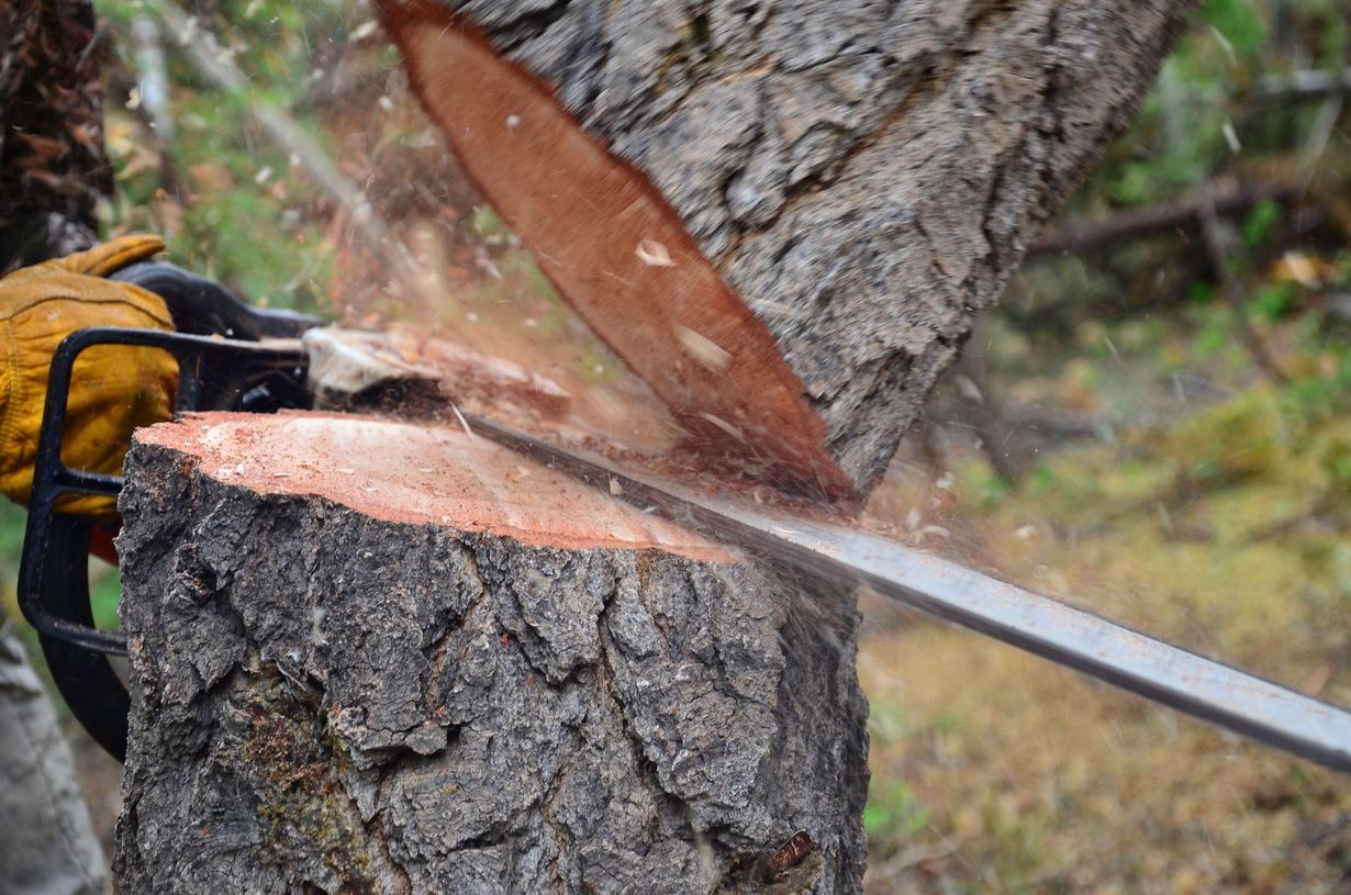 A person using a chainsaw to cut through a tree trunk in an outdoor setting, with wood chips flying.