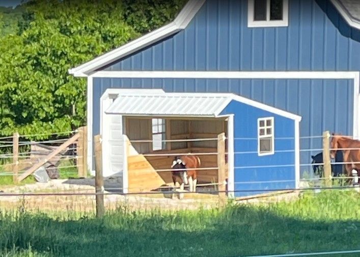 A small blue shed with a white roof shelters a cow. A larger blue barn is in the background.