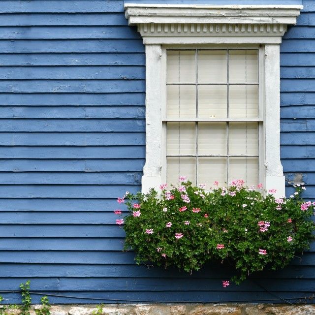 Window box overflowing with pink flowers beneath a white-framed window on a blue clapboard wall.