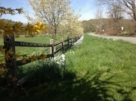 A split-rail fence runs along a grassy roadside with blooming white trees and yellow forsythia under a blue sky.