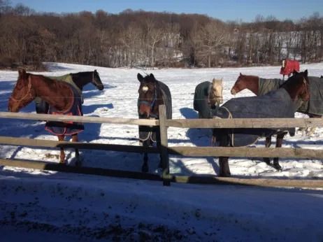 Several horses wearing blankets stand in a snowy field behind a wooden fence.