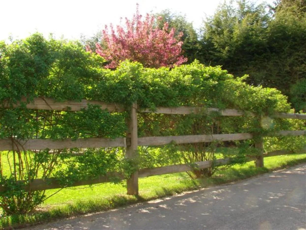A wooden three-rail fence partially covered by green vines, with a bright pink flowering tree behind it.
