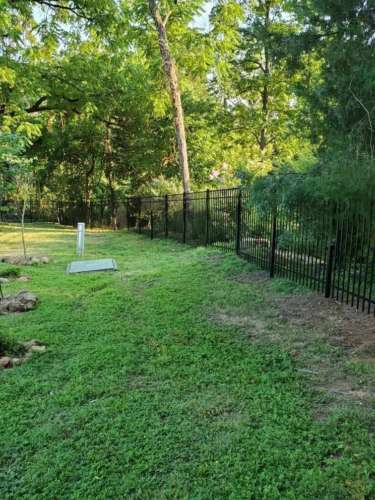 A grassy backyard with a metal fence along the edge, bordered by lush green trees under a soft, golden afternoon light.