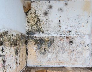 Mold