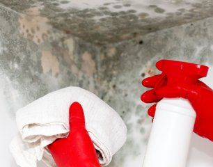 Mold clean-up