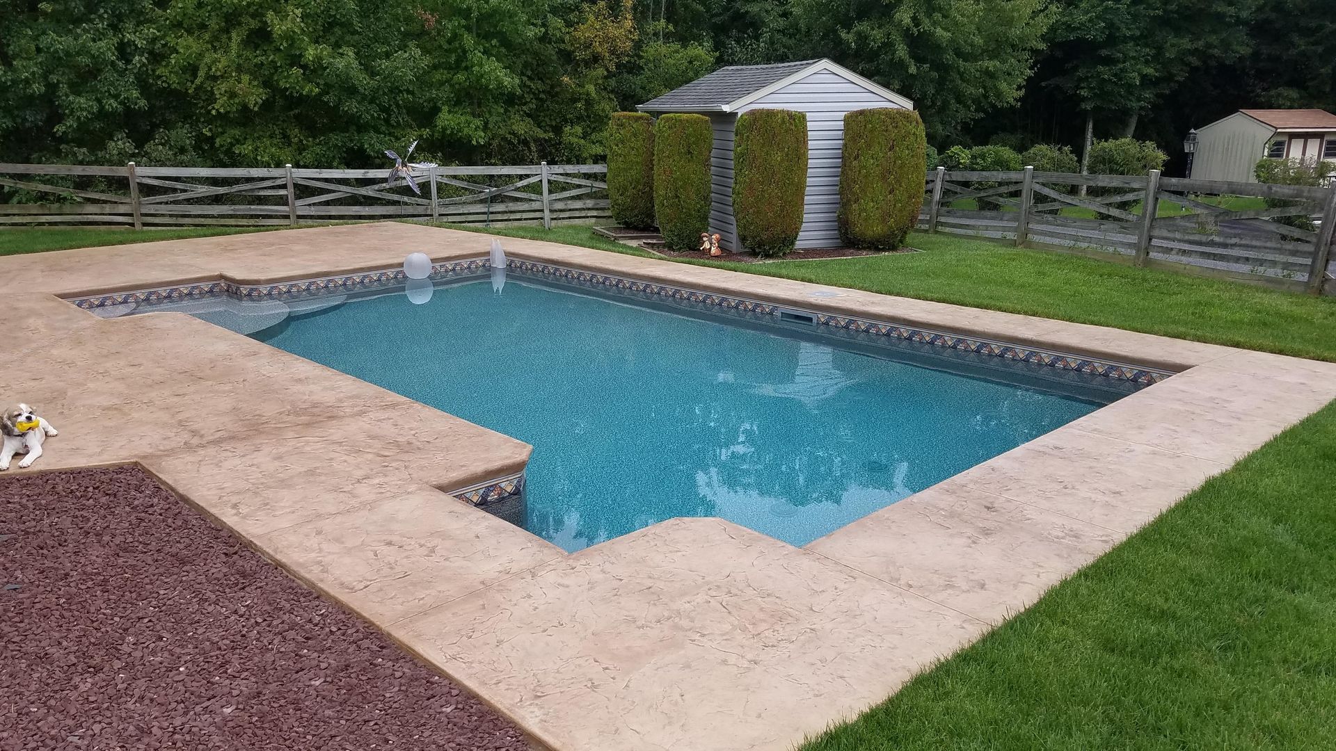 A large swimming pool in a backyard with a shed in the background.