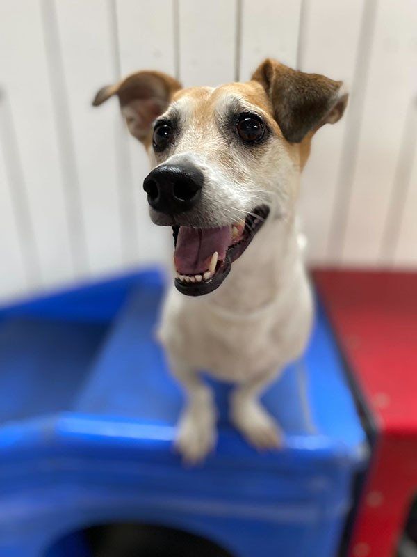 Pet Gallery Riverwalk Pet Resort