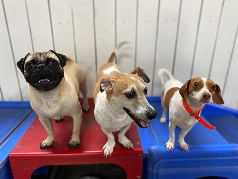 dogs