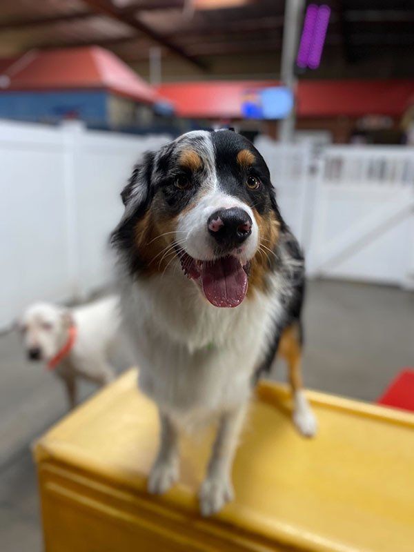 Pet Gallery Riverwalk Pet Resort