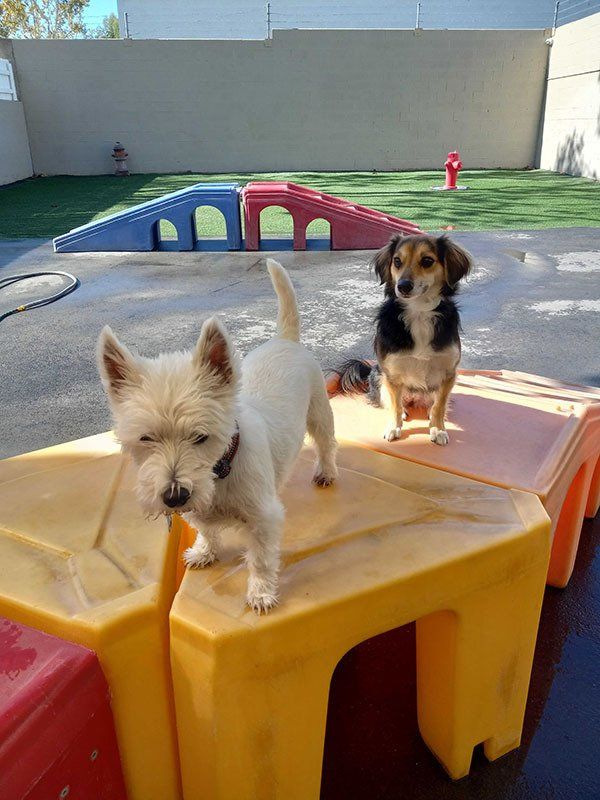 Pet Gallery Riverwalk Pet Resort