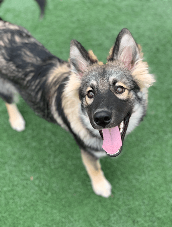 Pet Gallery Riverwalk Pet Resort