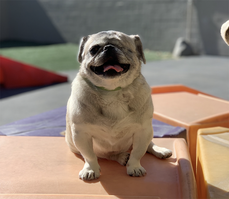 Pet Gallery Riverwalk Pet Resort