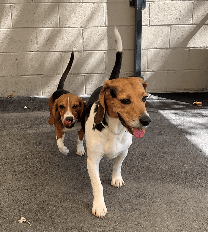 dogs