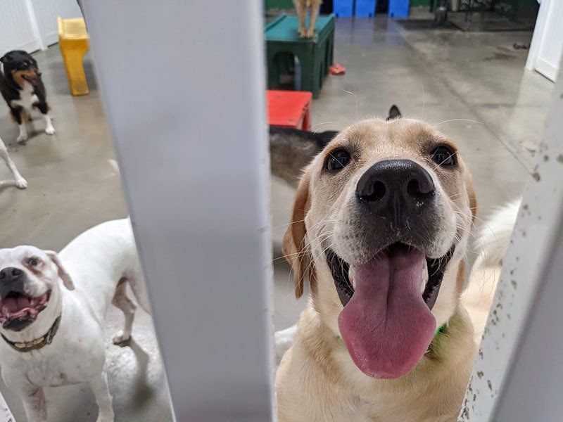 dogs
