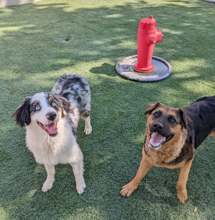 dogs