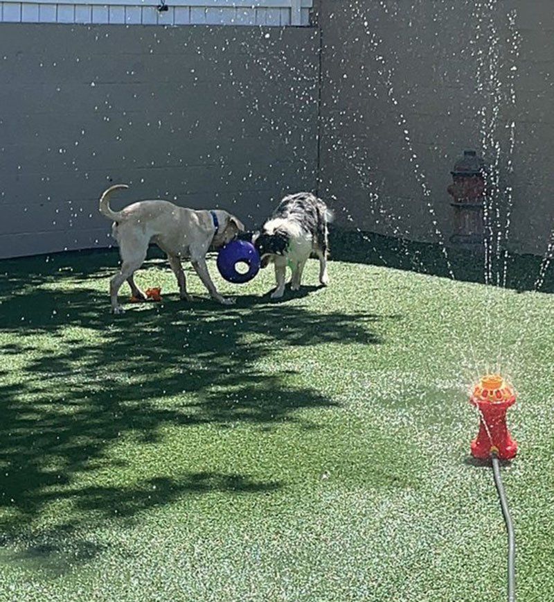 Pet Gallery Riverwalk Pet Resort