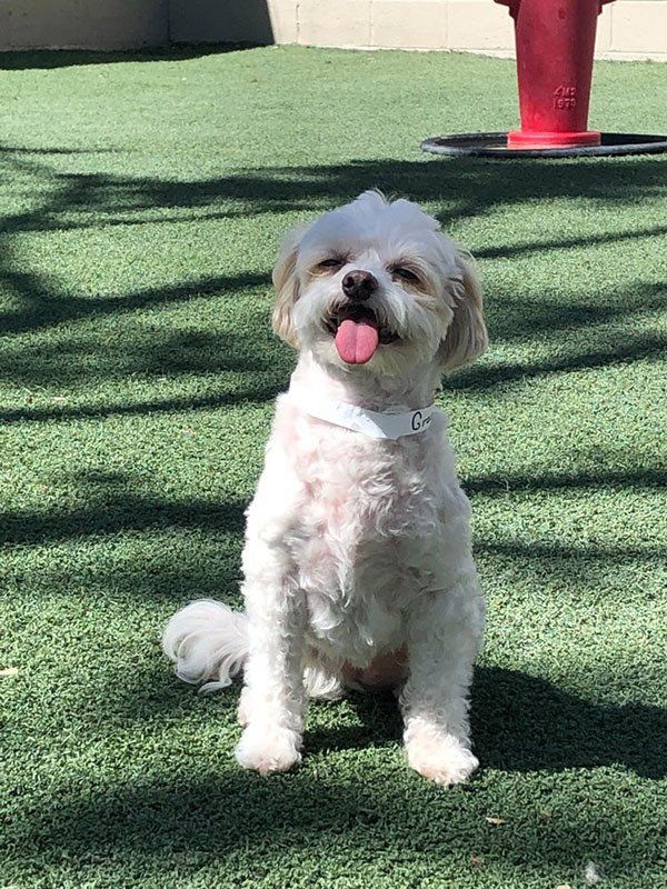 Pet Gallery Riverwalk Pet Resort