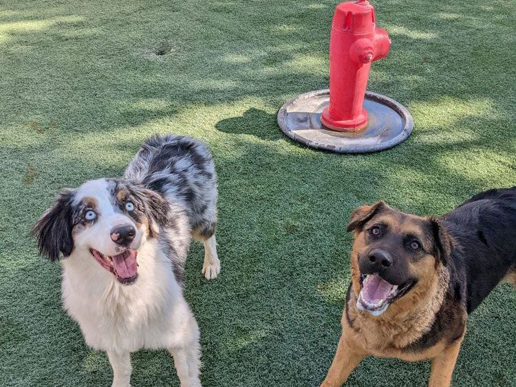 dog training services