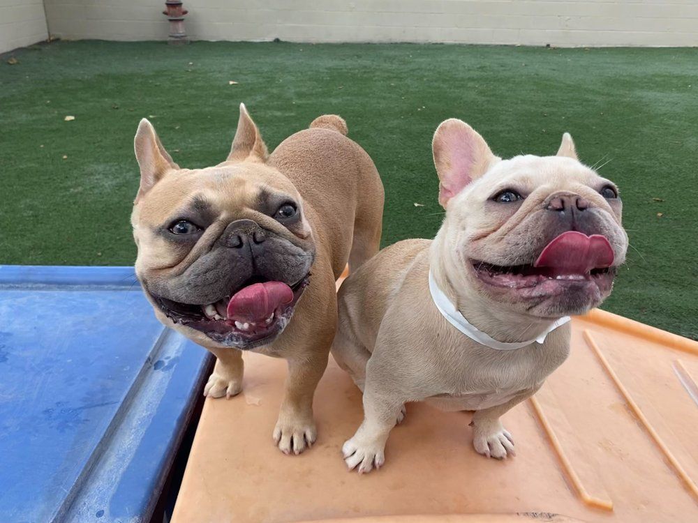 dog day care services