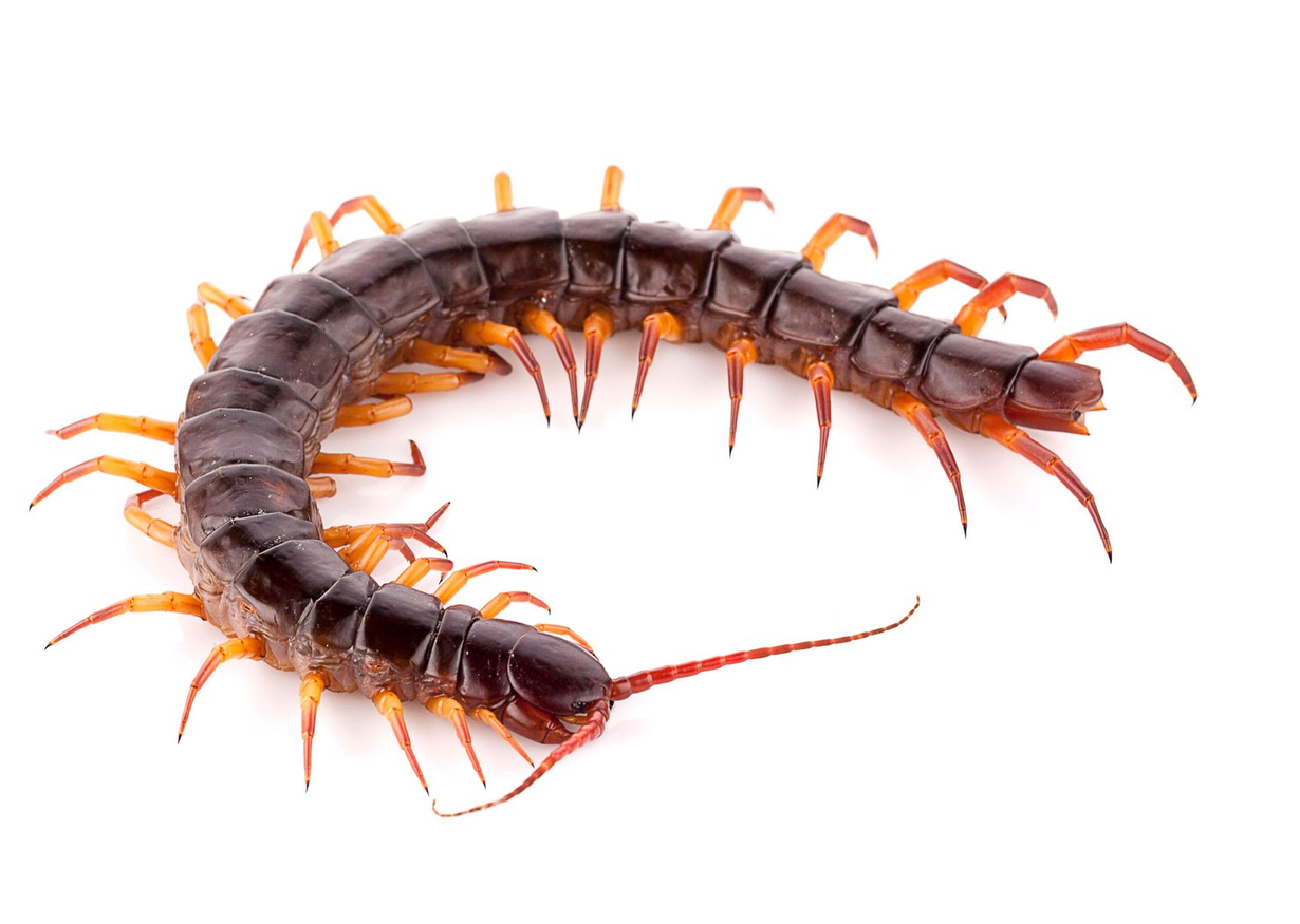Brown and orange centipede with many legs, crawling on a white surface.