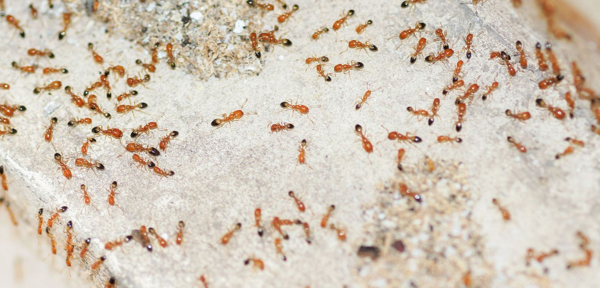 A large number of small, reddish-brown ants crawling on a grainy, light-colored surface.