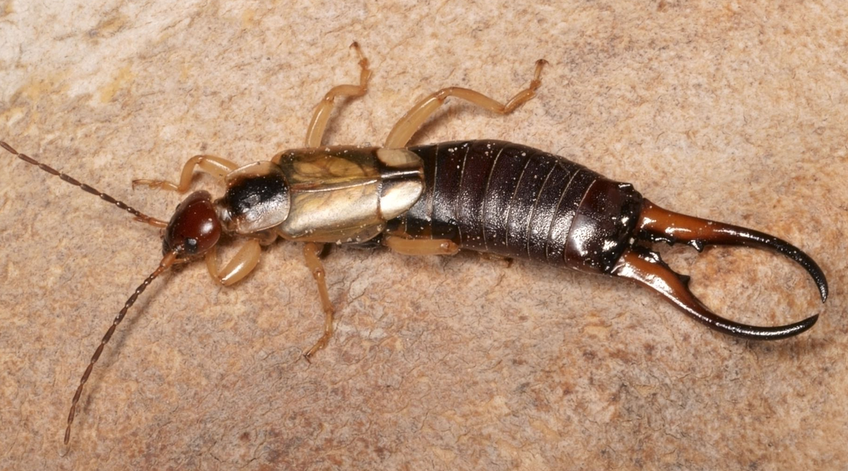 Earwig insect with dark brown body, pincers, and antennae on tan surface.