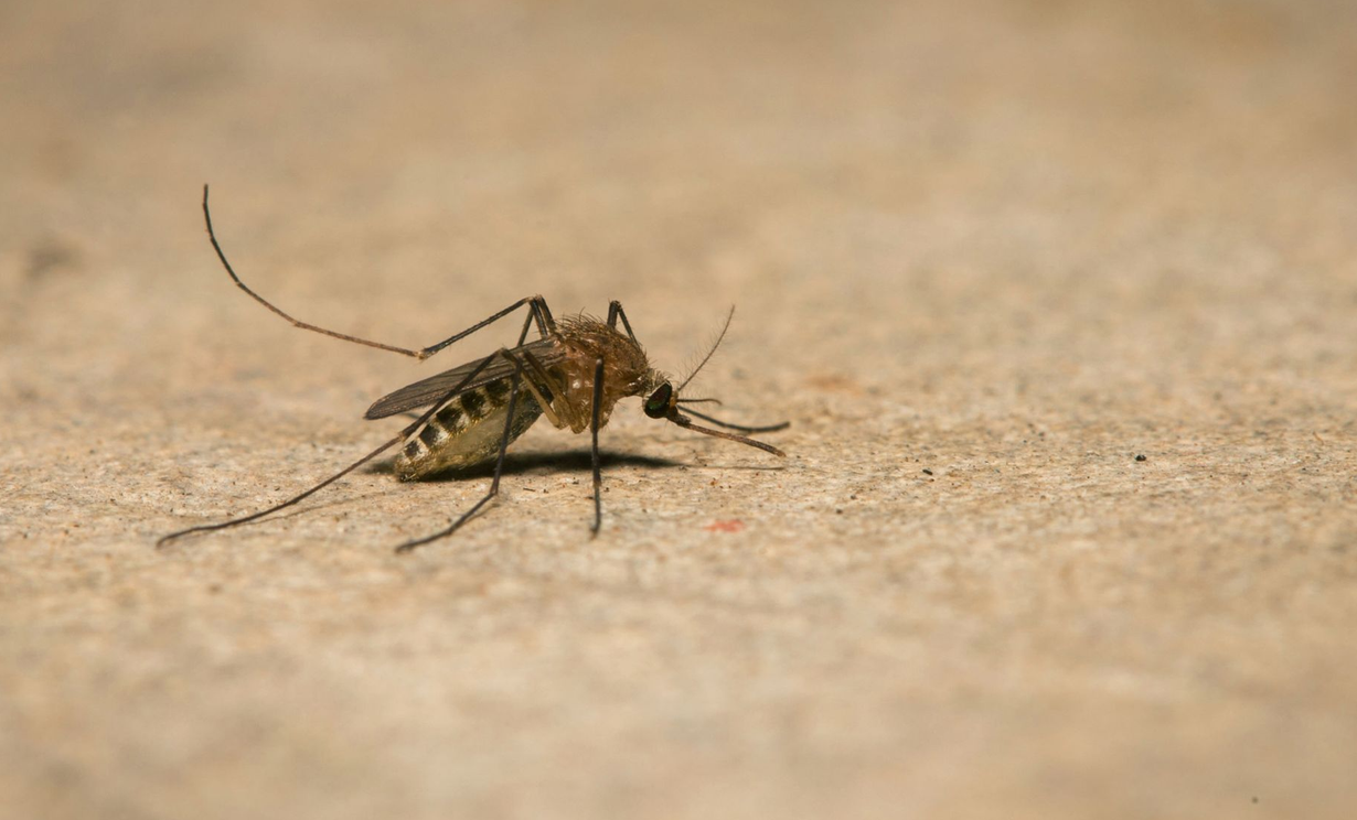 Mosquito on a light brown surface, with long legs and antennae, its proboscis extended.