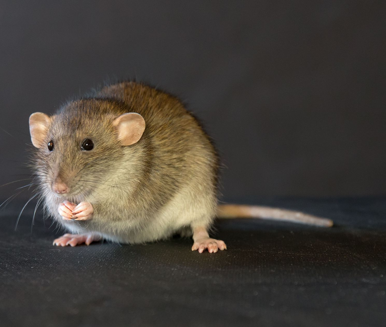 Brown and white rat, sitting, holding food, on a black surface.
