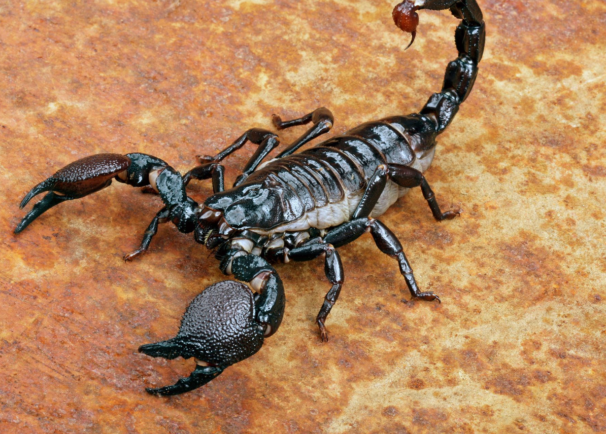 Black scorpion with large claws and stinger on a mottled brown surface.