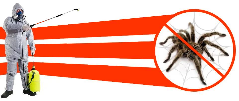 Pest control worker spraying insecticide to eliminate spiders; red and white graphic with a no spiders symbol.