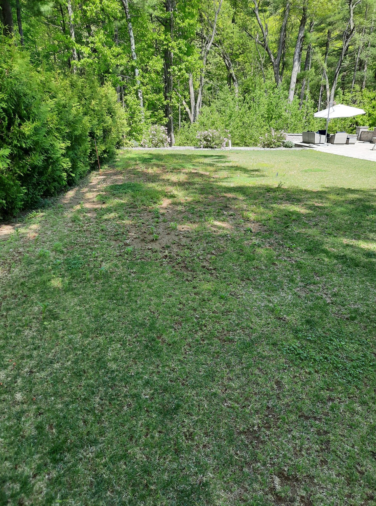 Grassy yard beside dense trees, with a patio table and umbrella in the distance