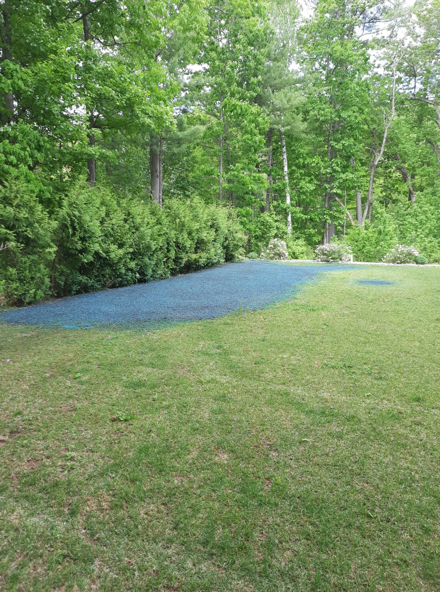 Grassy yard beside dense trees with a blue tarp or ground cover along the left edge