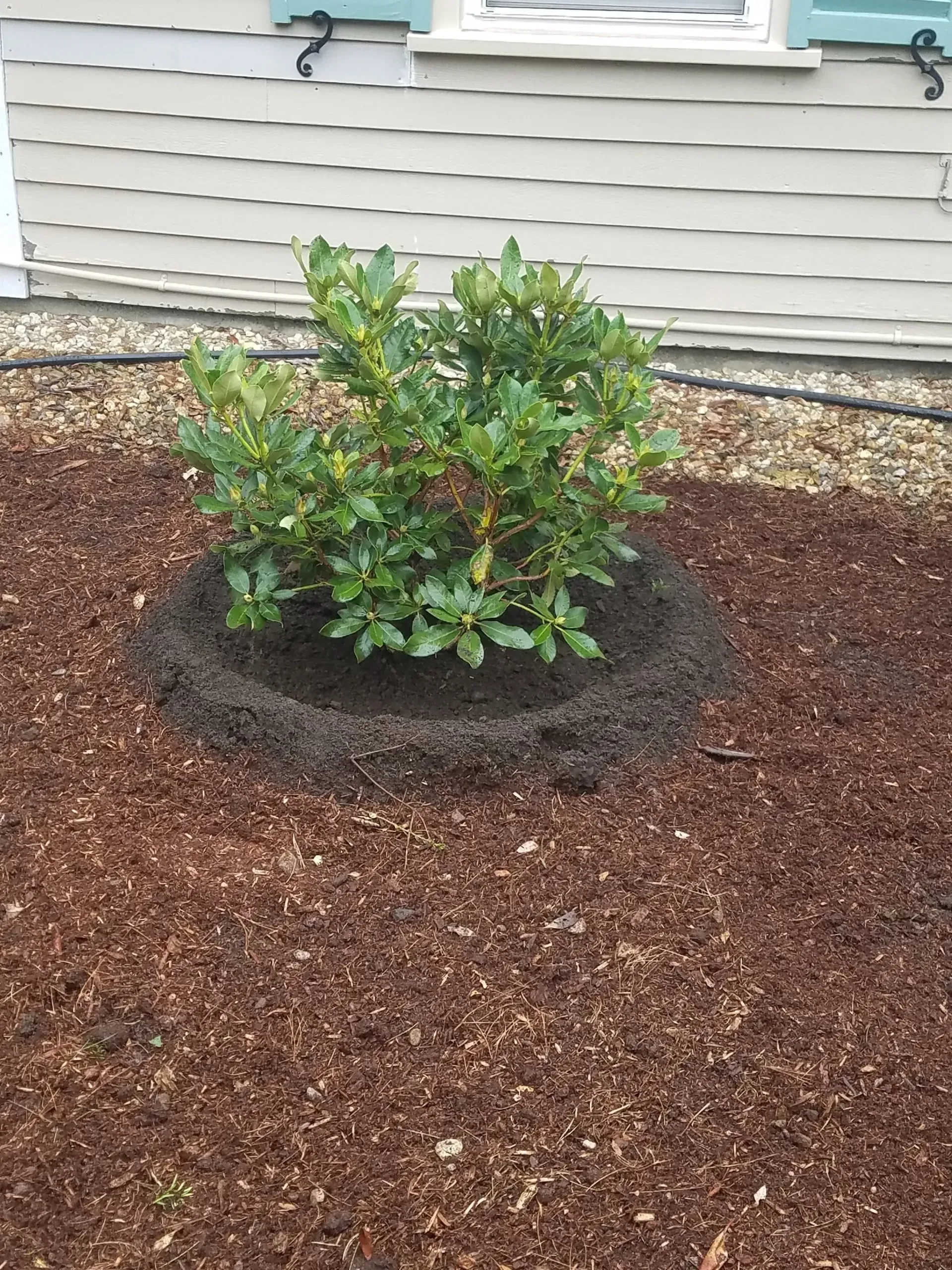 Small green shrub in a mulched bed beside a house with beige siding.