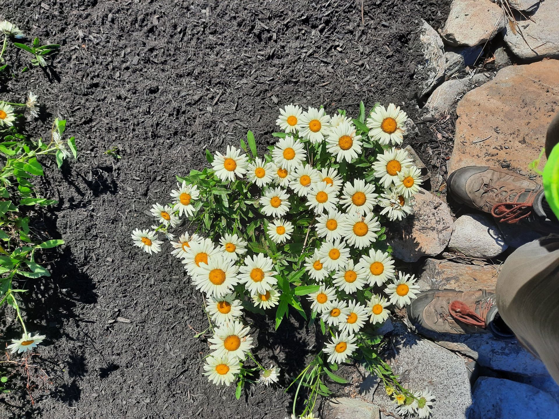 White daisies with yellow centers growing in a garden bed beside rocks and dark soil.