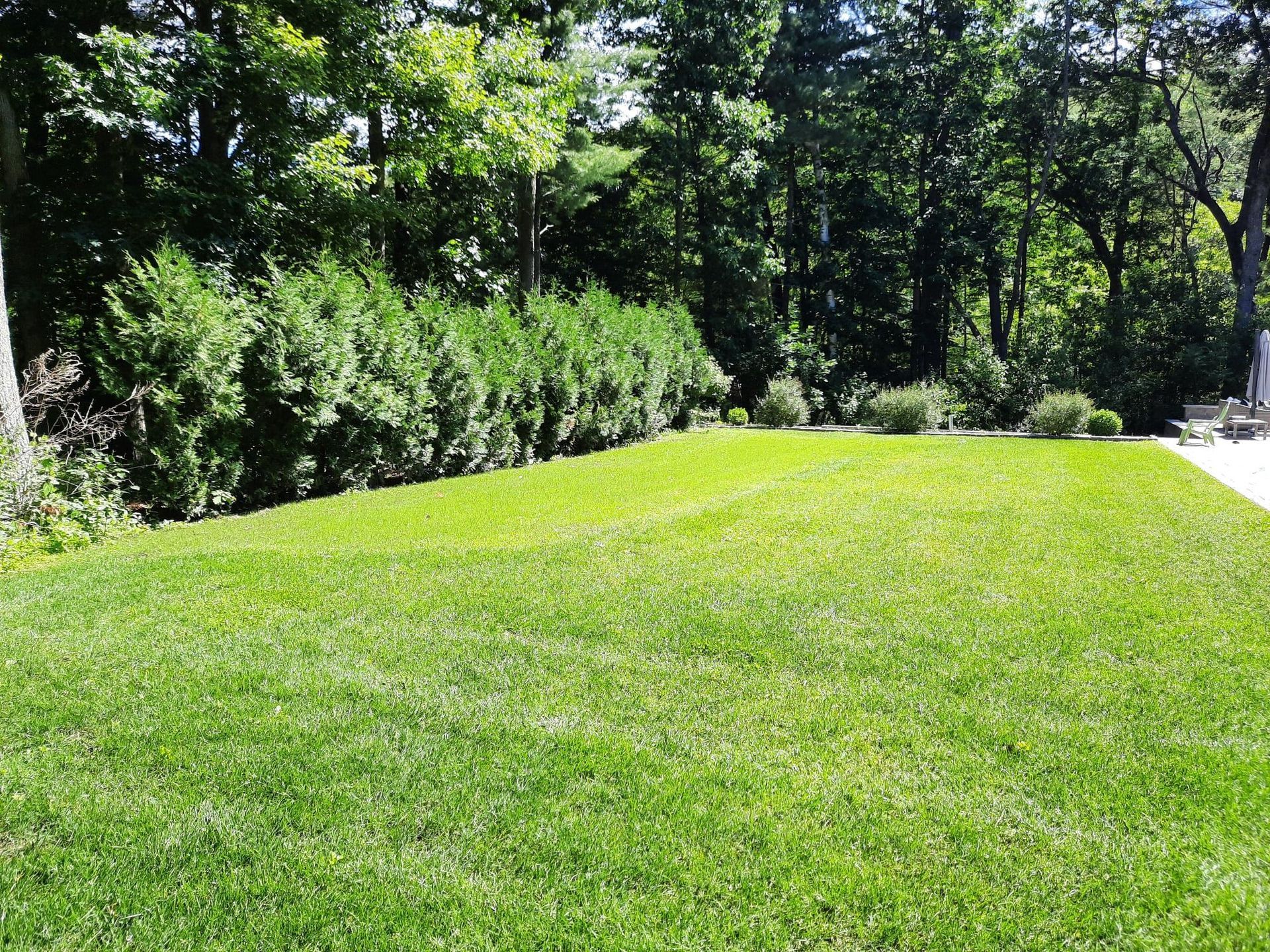 Sunny green lawn with shrubs and tall trees along the edge of a park path