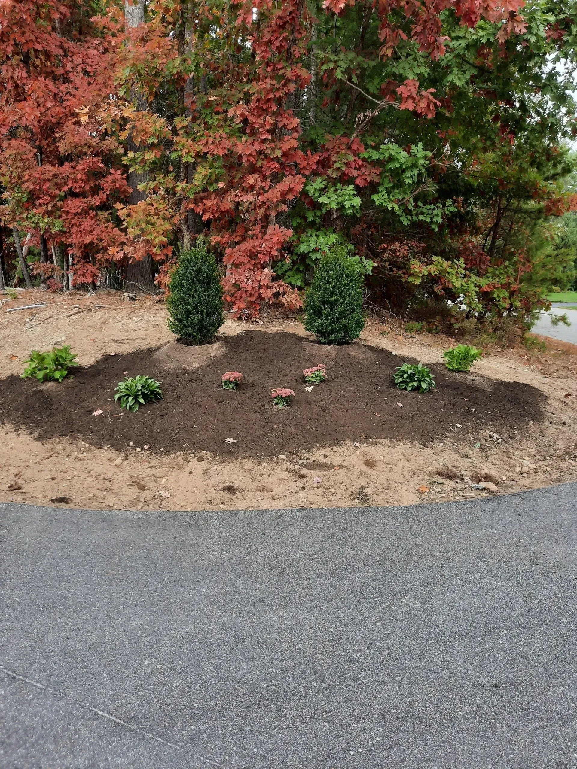 Freshly planted garden bed with mulch and small shrubs beside a paved driveway, backed by autumn-colored bushes