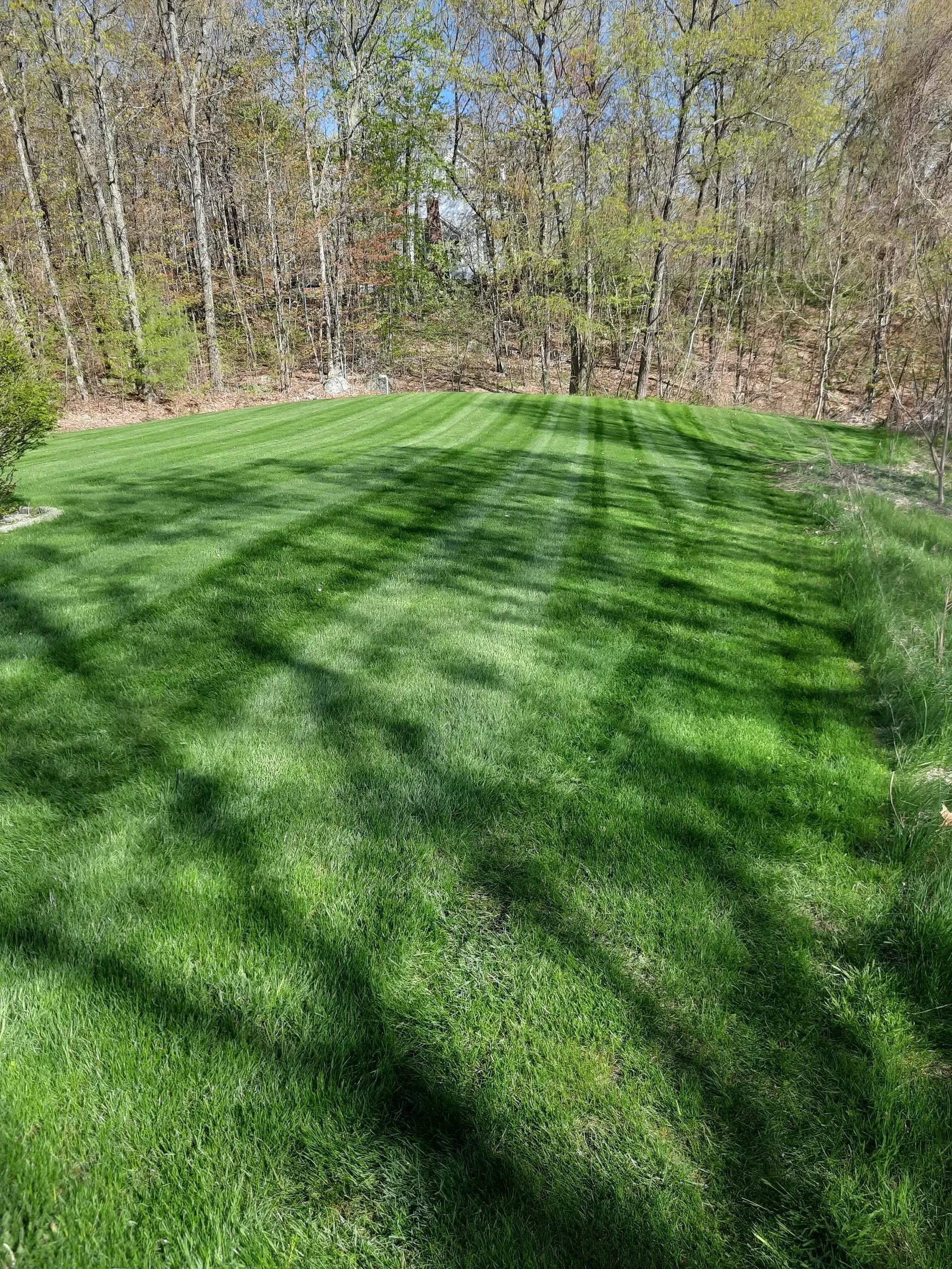 Grassy backyard lawn in sunlight with long tree shadows and a wooded edge behind it