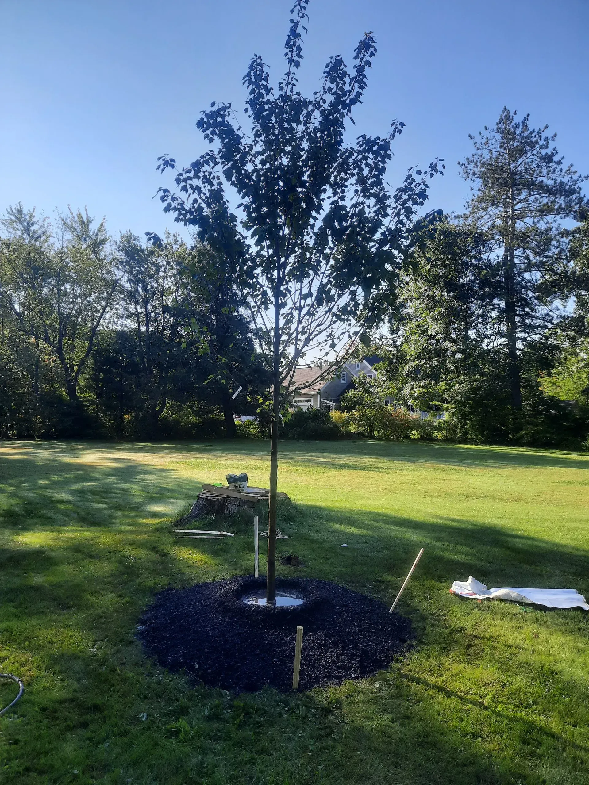 Young tree in a grassy yard, with mulch ring and a sprinkler hose nearby under a clear blue sky